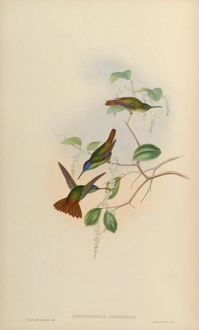 Chrysuronia josephinae = Chrysuronia oenone josephinae de John Gould